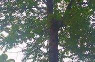 香椿树一个夏天能长多高（香椿树需要几年可长成大树）
