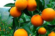 脐橙和冰糖橙是一个品种吗（冰糖橙和脐橙生长环境区别）