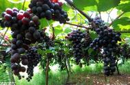 种植葡萄起源于哪里（种植葡萄一亩要投资多少钱）