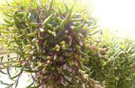 紫玄月吊兰怎样种（紫玄月吊兰的养殖方法和注意事项）
