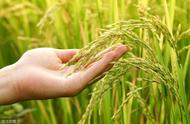水稻的无土栽培技术（水稻免耕栽培技术和方法）