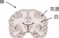 白质和灰质分别是什么（白质灰质分别由什么组成）