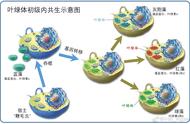 藻类生活环境和形态结构（水中藻类生长条件）