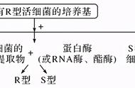 低温诱导的实验需要对照组吗（低温诱导细胞的实验步骤视频）