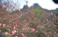 汝阳西泰山杜鹃花期（汝阳西泰山杜鹃花期预报）