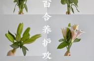 刚买的百合花怎么醒花（百合花过后种球怎么处理）