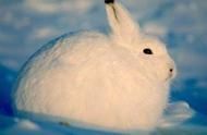 北极兔生长在哪（北极兔的特点和优点）