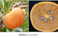 山柿有几种品种（太秋柿品种特点）