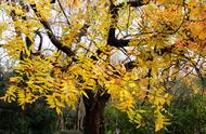 秋天会落叶的树有哪些常见的（秋季会落叶的树是什么）