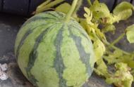 大棚种西瓜的详细方法和全部技术（大棚西瓜种植的方法和技术）