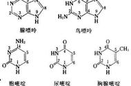 五种核苷酸的作用（八种核苷酸都有哪些）