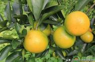 橙子的种植方法与条件（橙子什么时间种植最好）