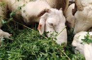 圈养20头母羊一年能有多少利润（100只羊大棚造价多少钱）