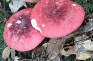 野生红菌菇有什么作用