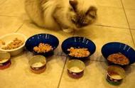 小猫能吃一盒罐头吗（小猫八个月能吃一个罐头吗）