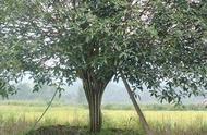 大型桂花树的养殖方法（刚栽的桂花树的养殖方法）