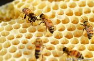 蜂巢结构为什么是完美结构（蜂巢结构与晶体结构的关系）