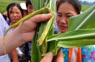 大豆能2次控旺吗（大豆控旺最佳时间表）