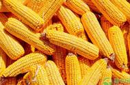 玉米种6188的特点（6188玉米种的详细说明）