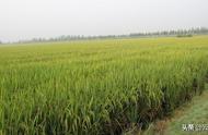 珍珠矮水稻图片（全国最好吃的大米排名）