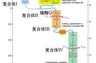 线粒体的电子传递链（线粒体的两条电子传递链）