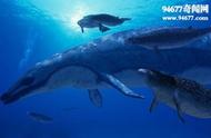古蜥鲸和龙王鲸（龙王鲸和蓝鲸谁更大）