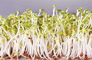 绿豆种子种植并记录生长过程（绿豆在土里生长的种植全过程）