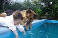 游泳最好的狗排名（最聪明最好养的狗排名）