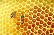 蜂蜜怎么形成的（假蜂蜜是怎么制成的）