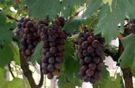 夏黑葡萄几月份成熟一年开几次花（夏黑葡萄每亩多少株）