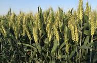 种小麦如果只用二铵和尿素可以吗（现在小麦追肥能不能用二铵和尿素）