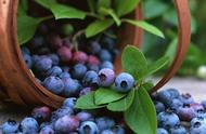 阳台种蓝莓几月份种最好（阳台种蓝莓要多大地方）