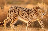 猎豹每小时行多少千米（猎豹速度最快是每小时多少千米）
