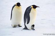 企鹅为什么生活在南极而不是北极（企鹅为什么要在南极生活）