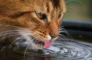 猫突然不怎么爱喝水（猫突然不见了怎么找）