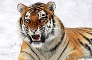 老虎最怕的动物是什么（老虎的死对头是谁）