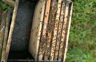 中蜂最佳繁殖蜂量