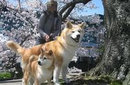 日本有什么狗狗品种（日本小型狗品种大全）