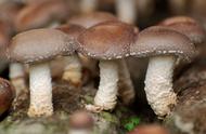 蘑菇一般分几种蘑菇（十种常见的蘑菇）