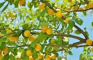 杏树开花时用浇大水吗（杏树什么时间打药开花时能浇水吗）