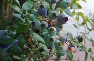 哪个品种蓝莓在南方种最好（南方最好种蓝莓品种）