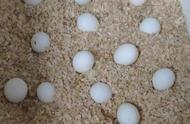 玄凤鹦鹉自己孵蛋每天孵多久（玄凤鹦鹉一般产几个蛋后才孵）