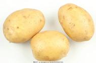 土豆的营养价值与功效（土豆的禁忌和副作用）