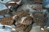 日本石龟为什么要养单只（养几个石龟最好）