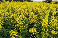 百花齐放形容什么季节（百花齐放用来形容什么）