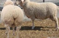 育肥羊主要添加几种添加剂