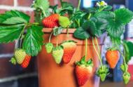为什么草莓用越小的花盆就越好种（红糖对草莓的奇效）