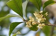 桂花树地栽种多深（种桂花树土要多深）