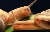蜗牛养殖费用明细（专业蜗牛养殖费用）
