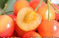 黄蜜跟冰糖樱大樱桃成熟期一致吗（黄蜜大樱桃和别的树有什么区别）